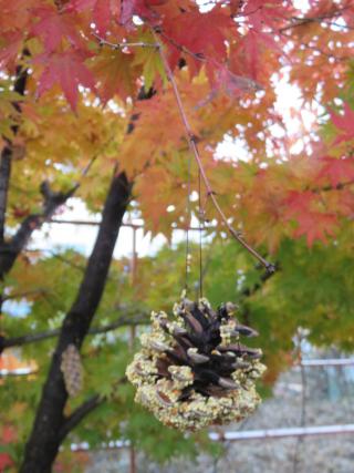 Pinecone Bird Feeder