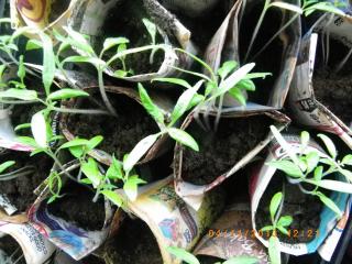 recycled newspaper pots